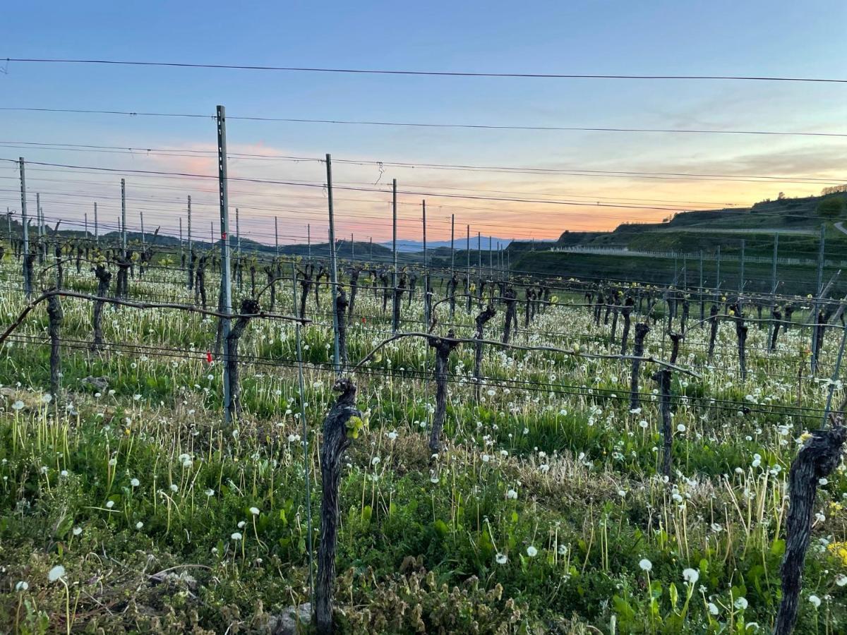 Weingut & Strausswirtschaft Vogel Lejlighed Vogtsburg Eksteriør billede