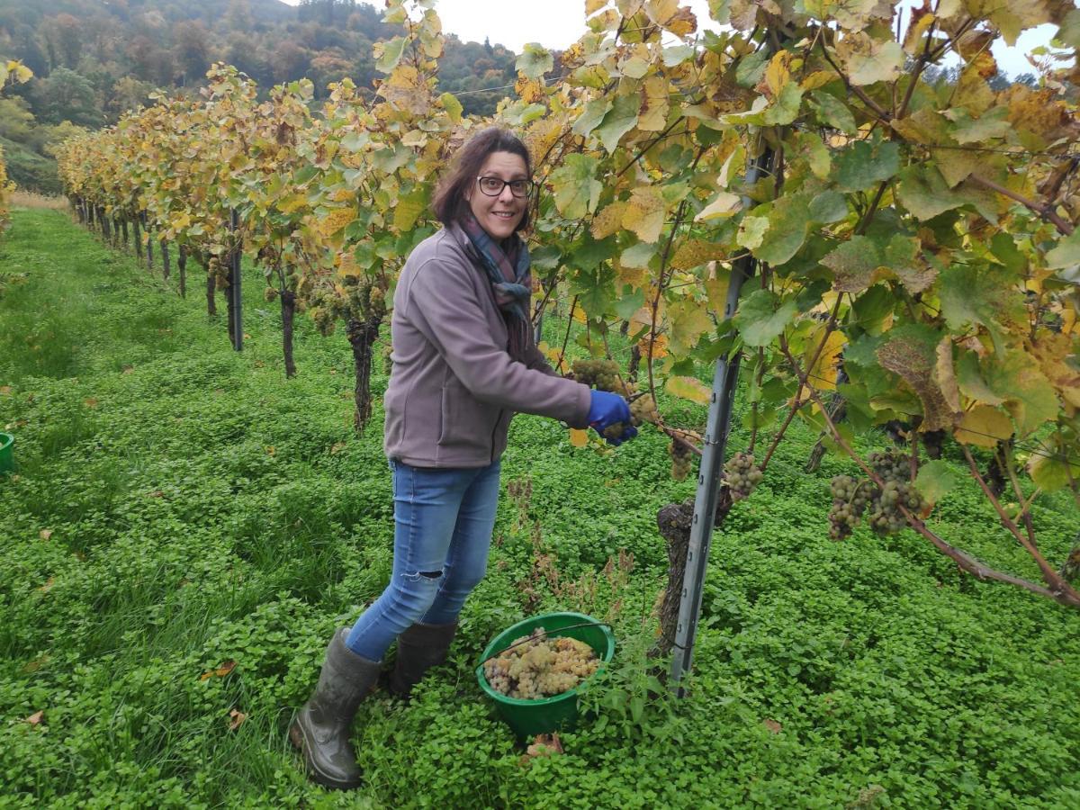 Weingut & Strausswirtschaft Vogel Lejlighed Vogtsburg Eksteriør billede