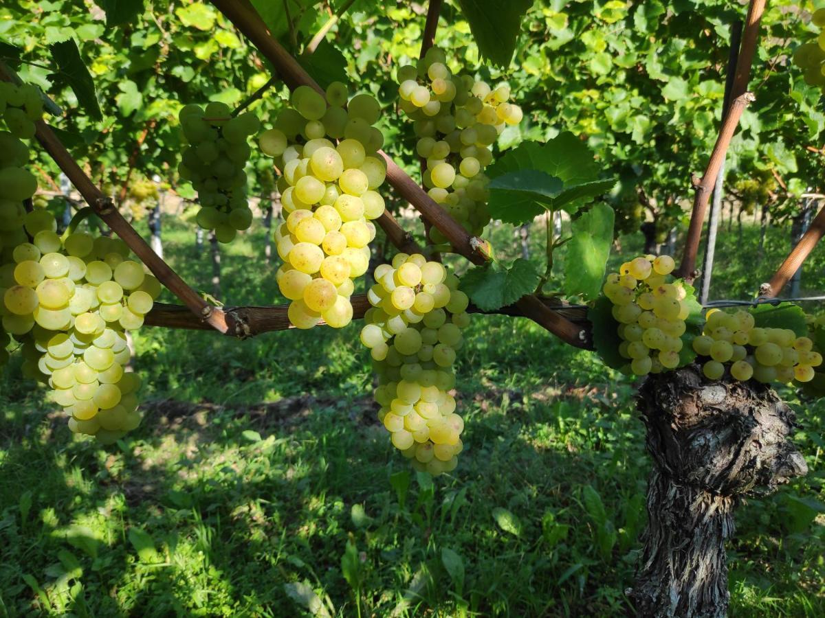 Weingut & Strausswirtschaft Vogel Lejlighed Vogtsburg Eksteriør billede