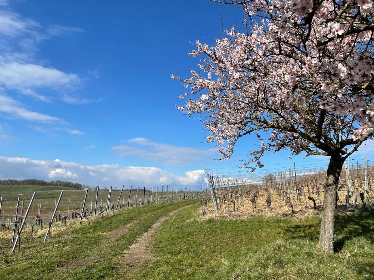Weingut & Strausswirtschaft Vogel Lejlighed Vogtsburg Eksteriør billede